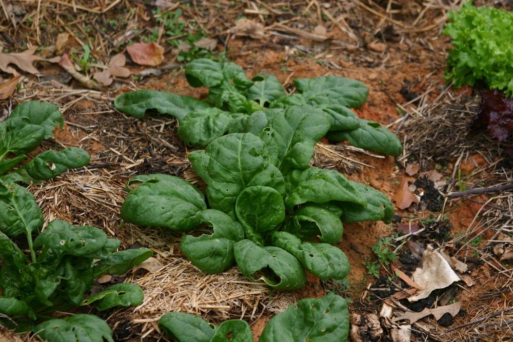 Photo of Spinach (Spinacia oleracea 'Gigante d'Inverno') uploaded by dave