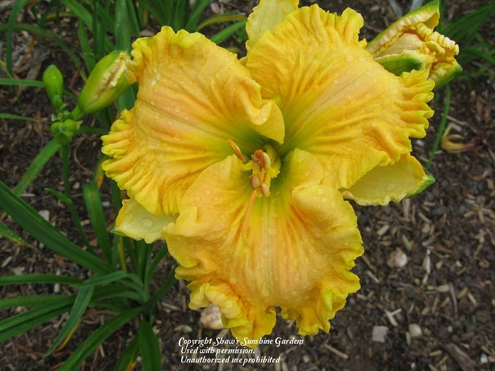 Photo of Daylily (Hemerocallis 'Eloquent Cay') uploaded by vic