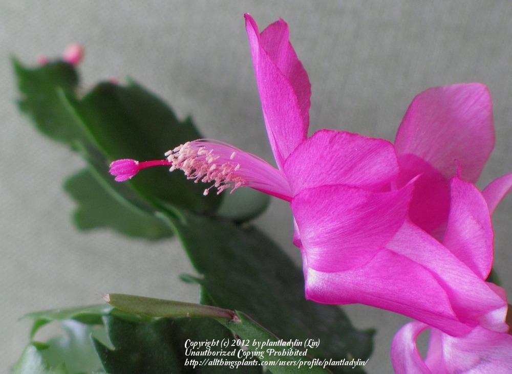 Photo of Christmas Cactus (Schlumbergera truncata) uploaded by plantladylin