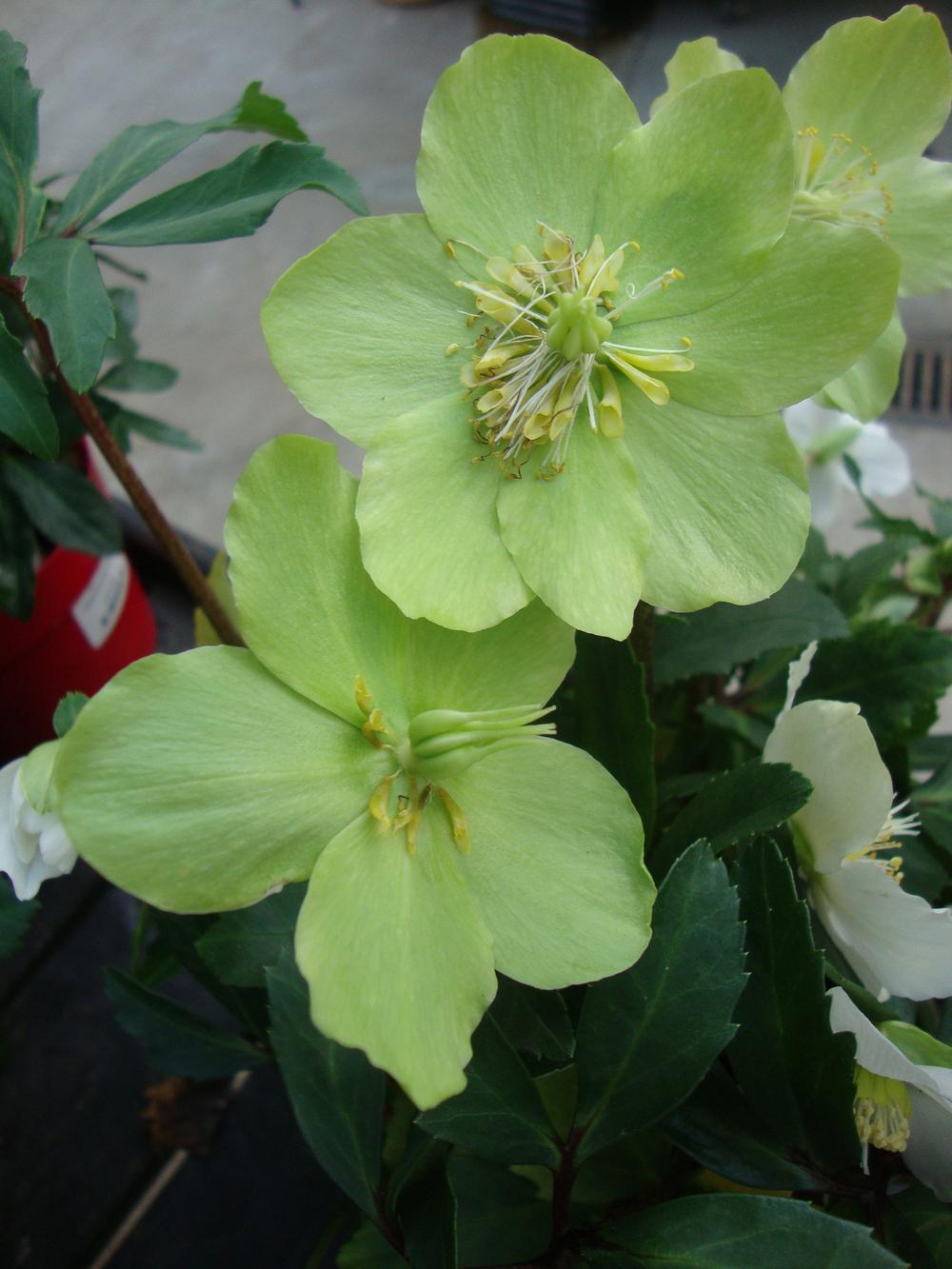 Photo of Hellebore (Helleborus niger Gold Collection® Jacob) uploaded by Paul2032