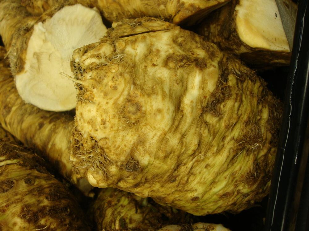 Photo of Horseradish (Armoracia rusticana) uploaded by Paul2032