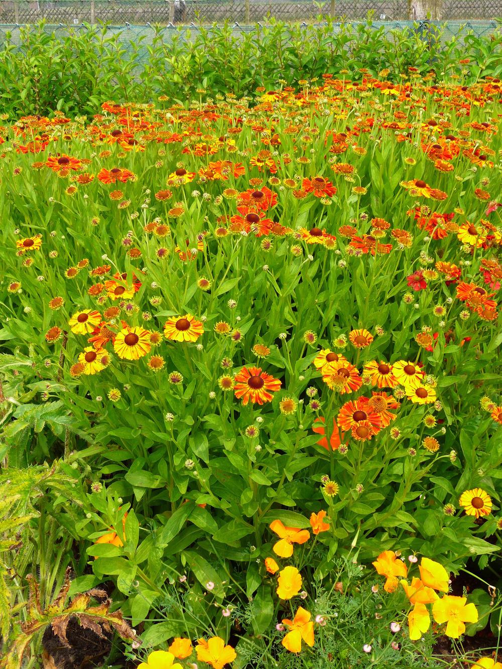 Photo of Helenium 'Waltraut' uploaded by Thalictrum