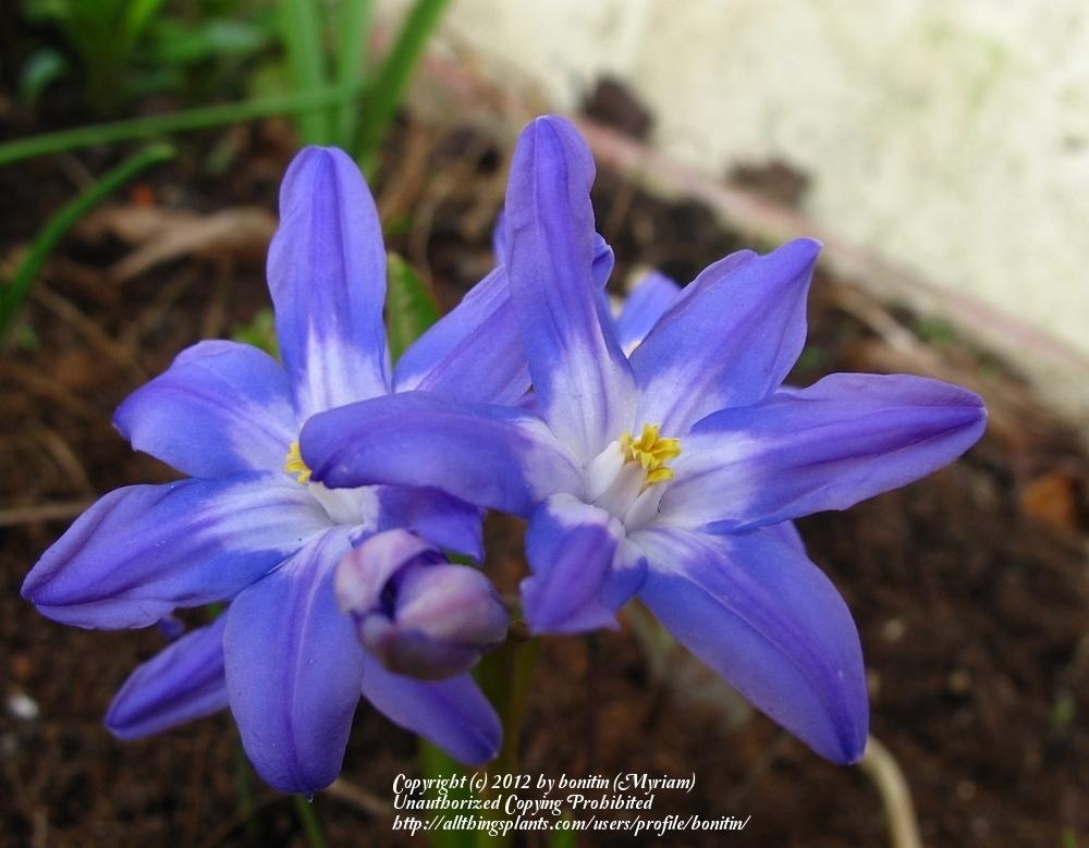 Photo of Glory Of The Snow (Scilla luciliae) uploaded by bonitin