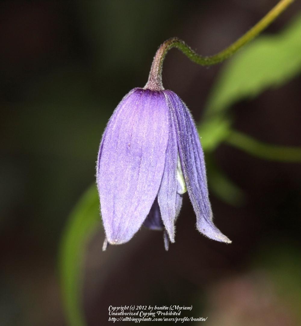 Photo of Clematis (Clematis alpina) uploaded by bonitin