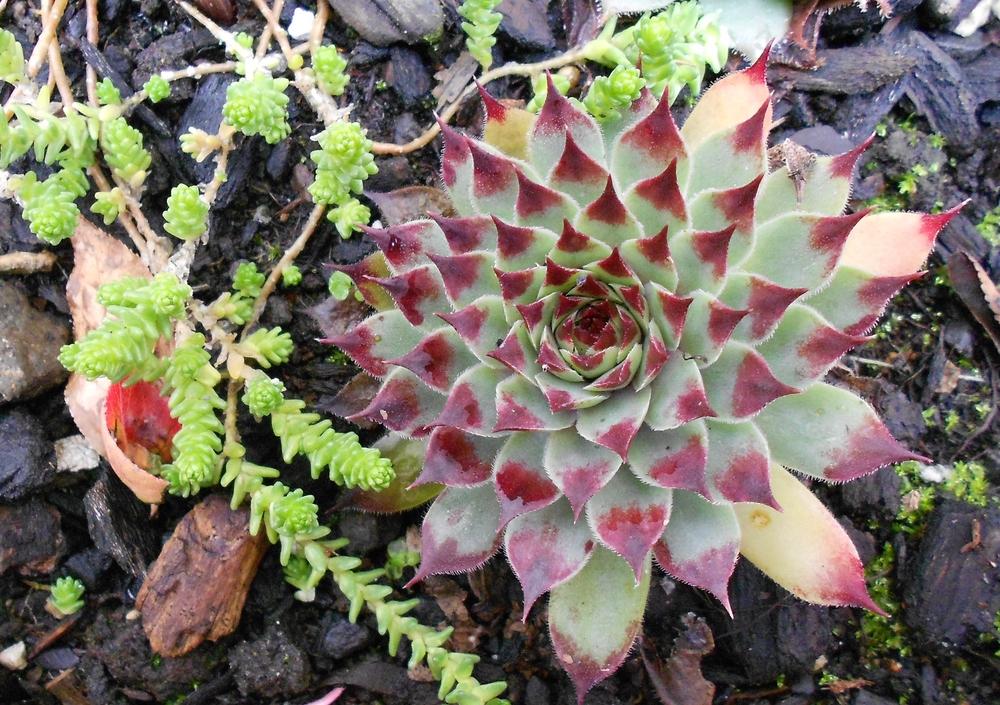 Photo of Hen and Chicks (Sempervivum calcareum) uploaded by gg5