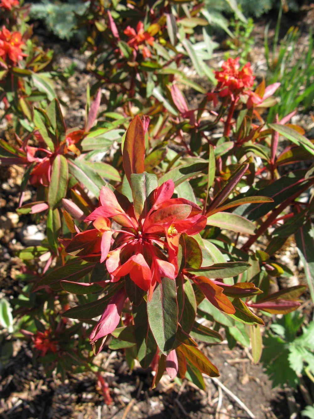Photo of Euphorbia (Euphorbia griffithii 'Fireglow') uploaded by growitall