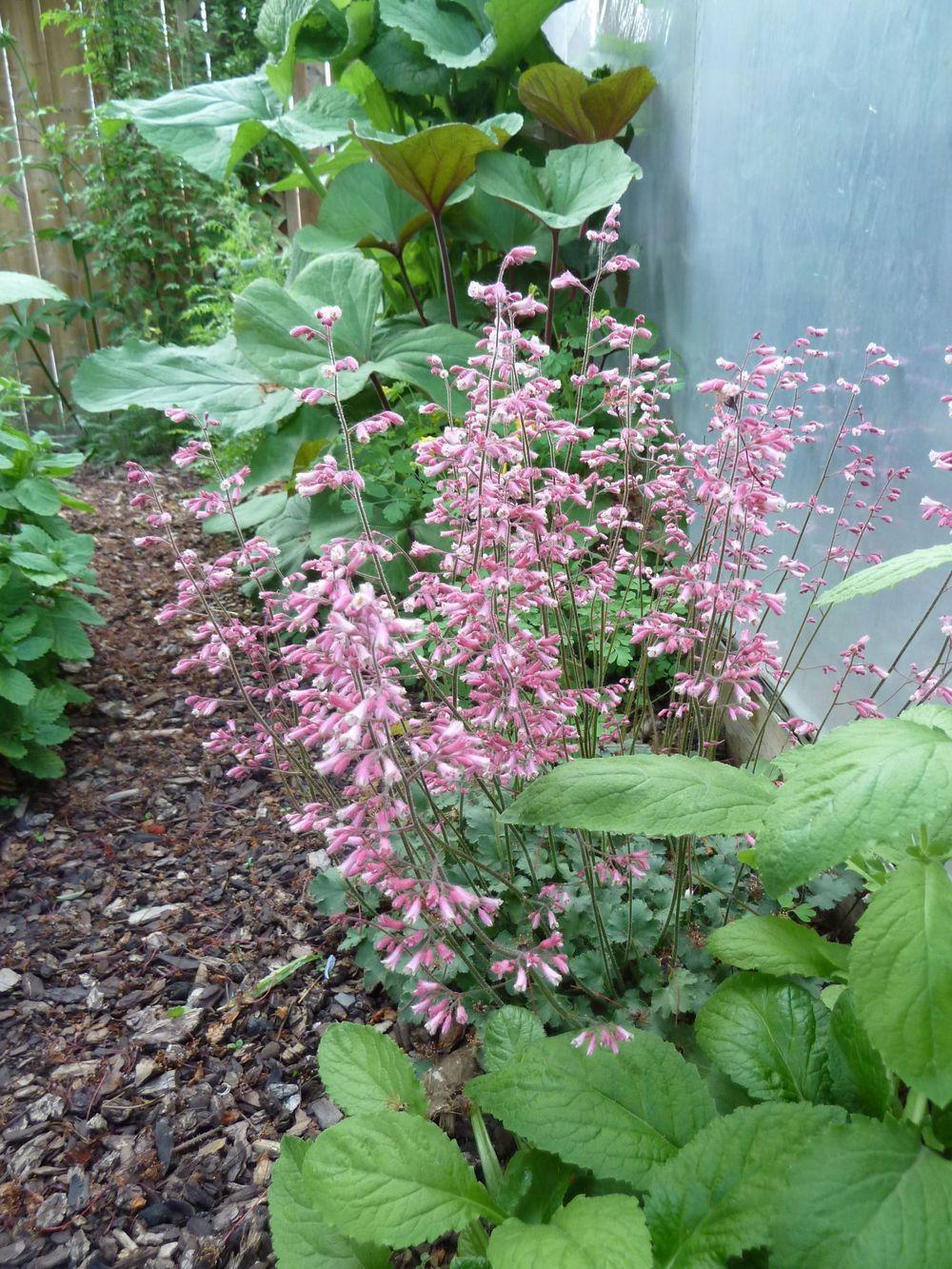 Photo of Coral Bells (Heuchera 'Canyon Duet') uploaded by growitall