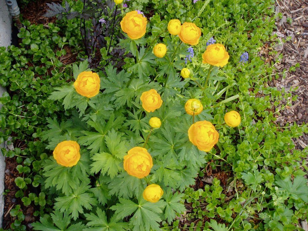 Photo of Chinese Globe Flower (Trollius chinensis 'Golden Queen') uploaded by growitall