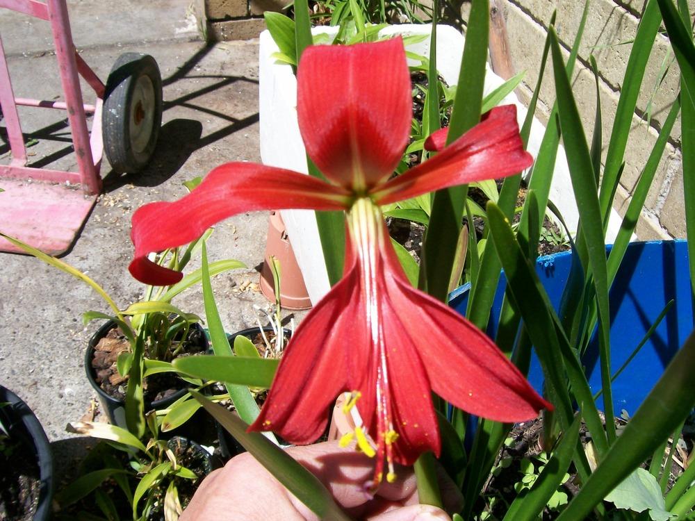 Photo of Aztec Lily (Sprekelia formosissima) uploaded by gwhizz