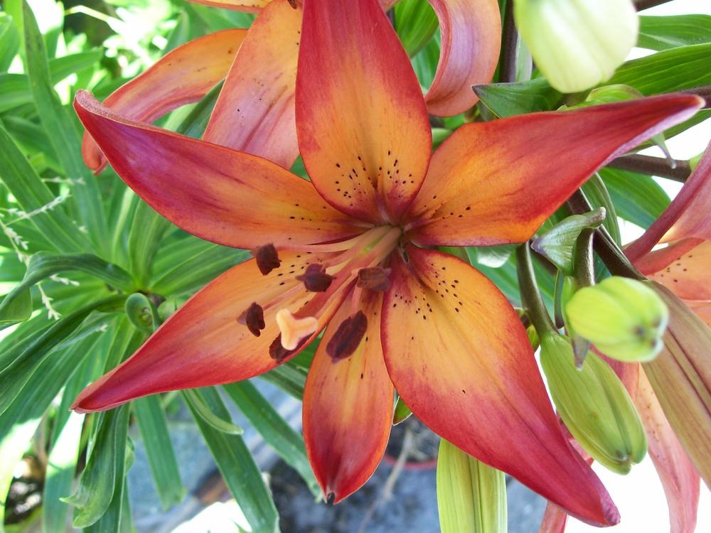 Photo of Lily (Lilium 'Royal Sunset') uploaded by gwhizz
