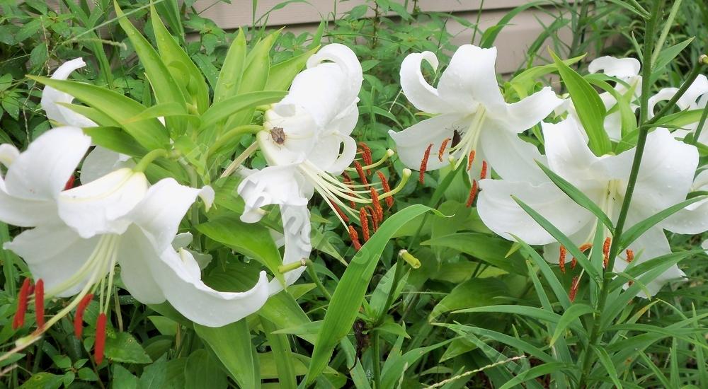 Photo of Lilies (Lilium) uploaded by virginiarose