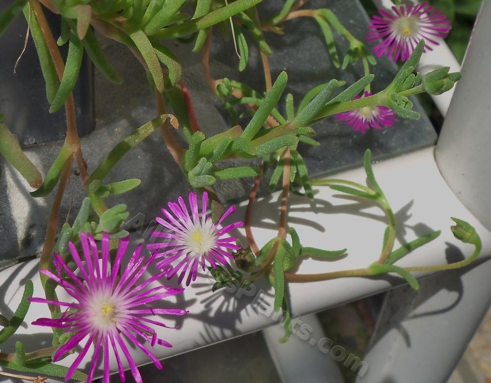 Photo of Ice Plant (Delosperma floribundum Starburst®) uploaded by virginiarose