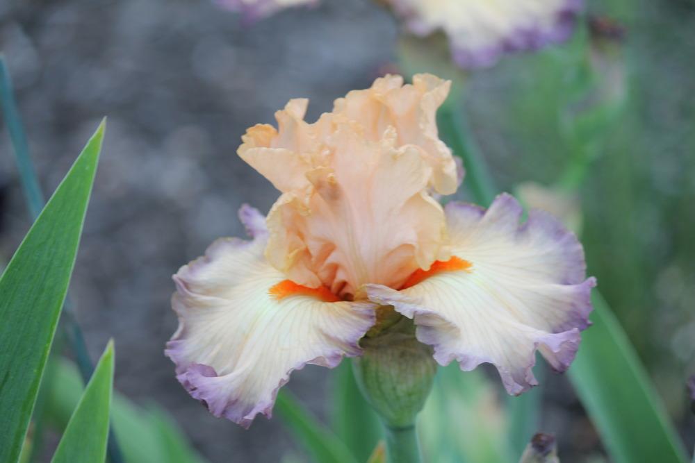 Photo of Tall Bearded Iris (Iris 'Parisian Dawn') uploaded by ARUBA1334