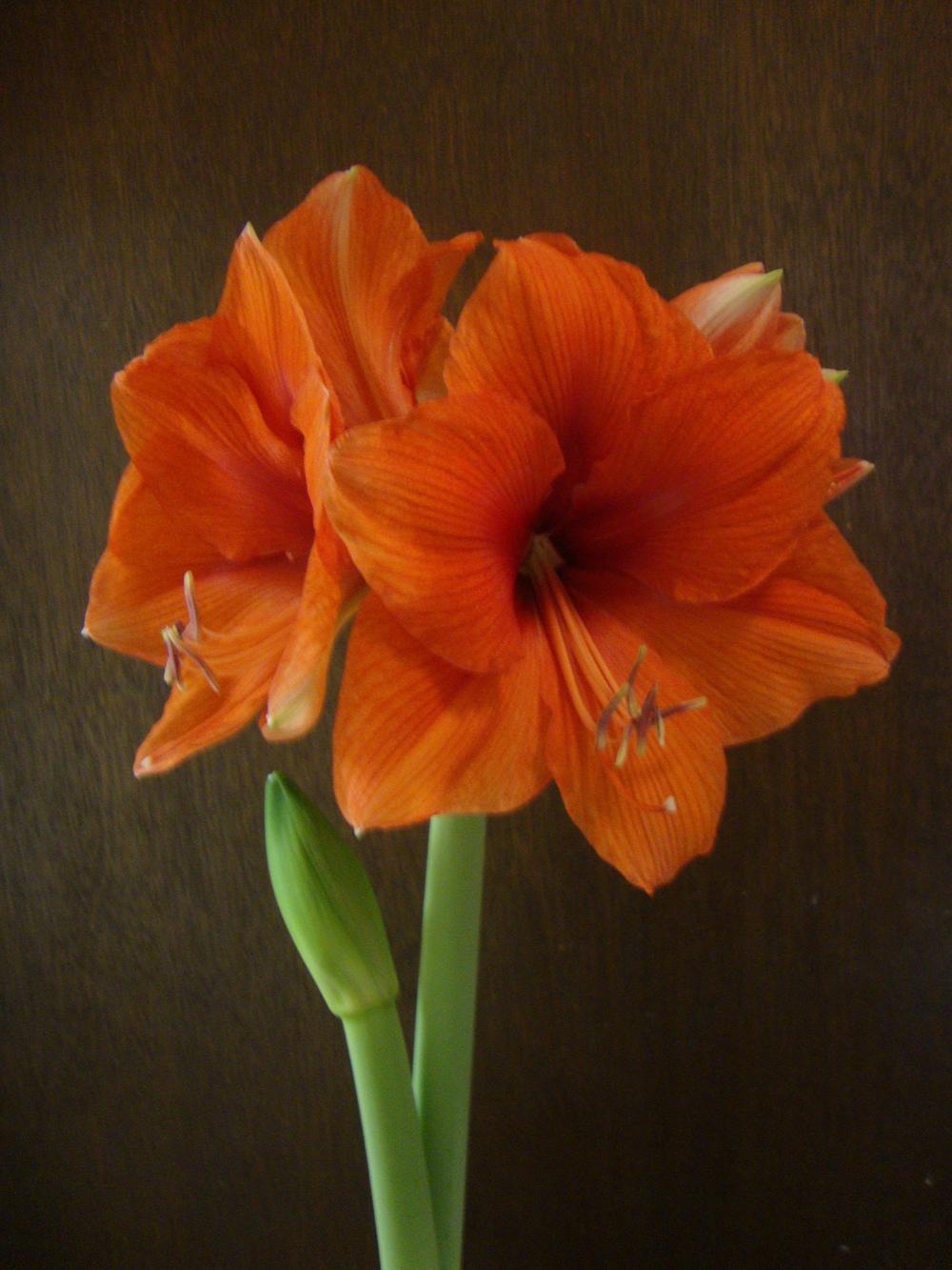Photo of Amaryllis (Hippeastrum Gold Medal®) uploaded by Paul2032