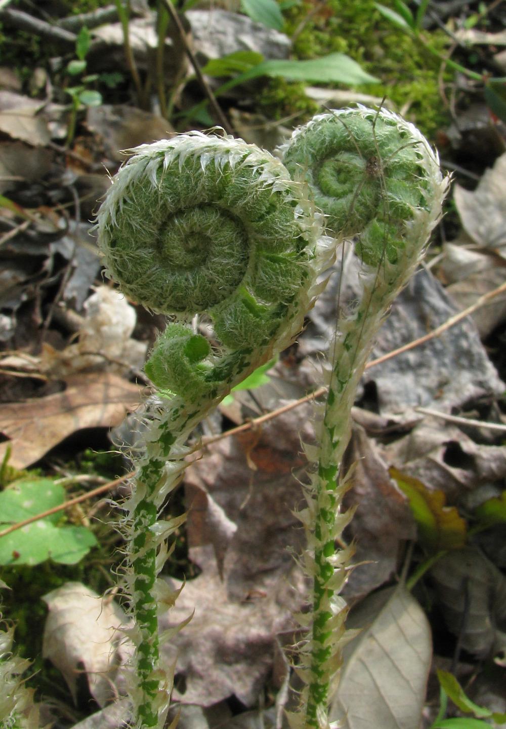 Photo of Ostrich Fern (Matteuccia struthiopteris) uploaded by SongofJoy