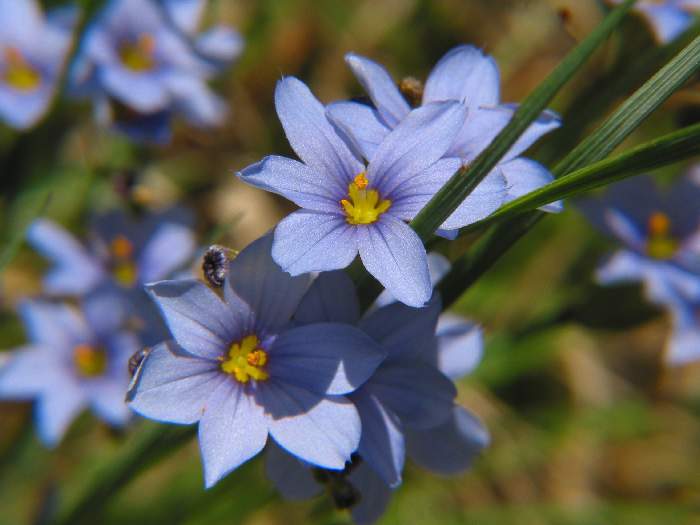 Photo of Swordleaf Blue-eyed Grass (Sisyrinchium ensigerum) uploaded by flaflwrgrl
