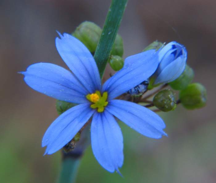 Photo of Swordleaf Blue-eyed Grass (Sisyrinchium ensigerum) uploaded by flaflwrgrl