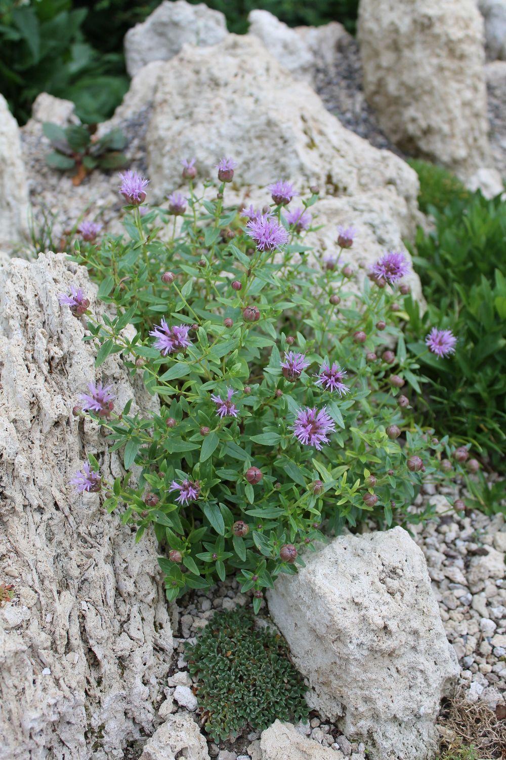Photo of Monardella odoratissima subsp. odoratissima uploaded by growitall