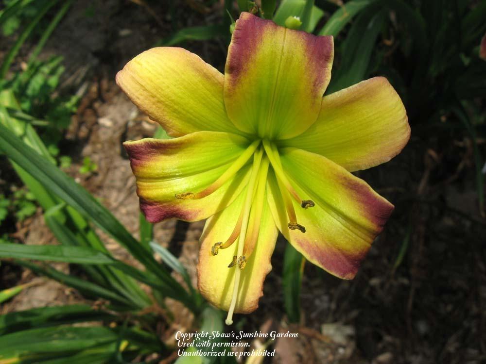Photo of Daylily (Hemerocallis 'Green Rainbow') uploaded by vic