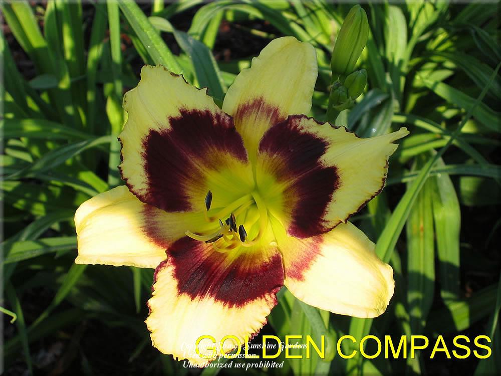 Photo of Daylily (Hemerocallis 'Golden Compass') uploaded by vic