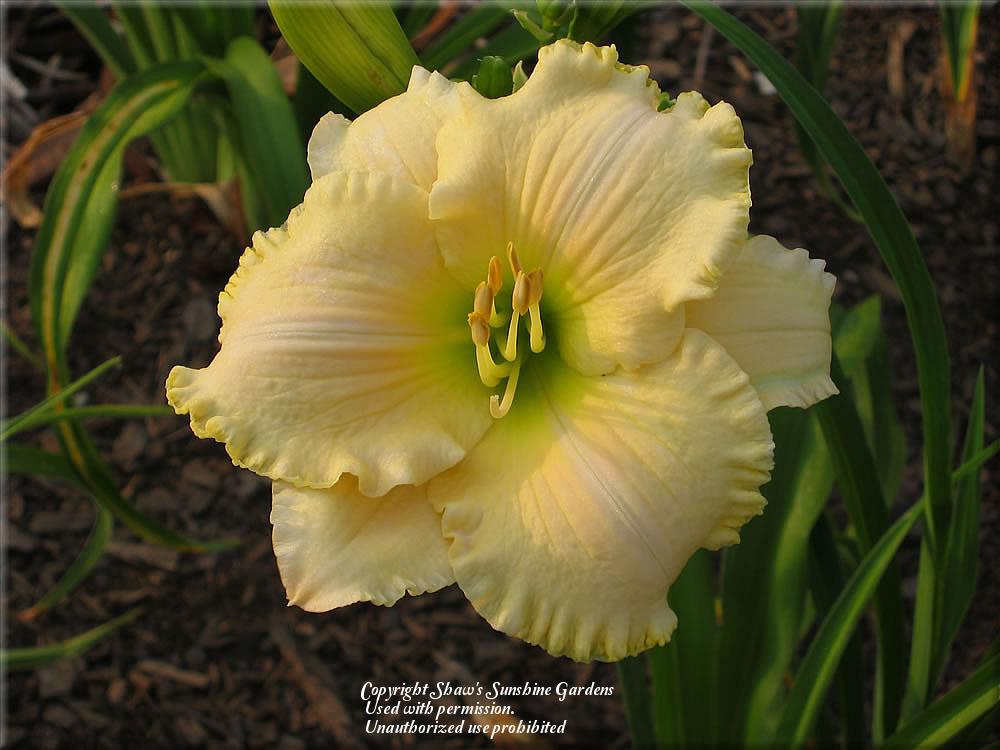 Photo of Daylily (Hemerocallis 'Grace and Grandeur') uploaded by vic