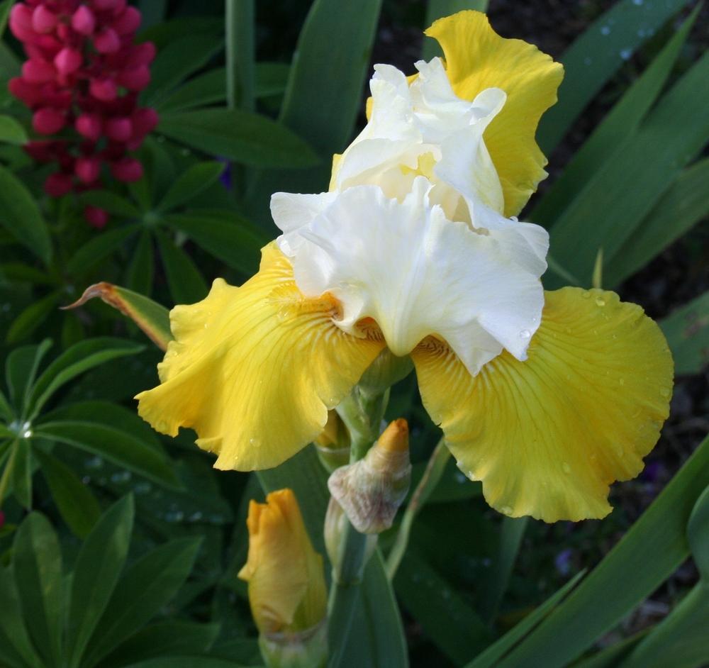 Photo of Tall Bearded Iris (Iris 'Neutron Dance') uploaded by 4susiesjoy