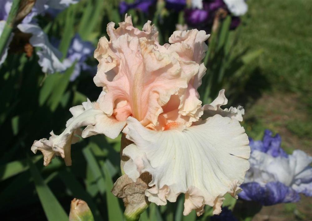 Photo of Tall Bearded Iris (Iris 'Magical') uploaded by KentPfeiffer