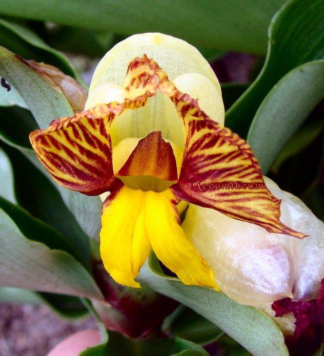 Photo of Spiral Ginger (Costus pictus) uploaded by Xeramtheum