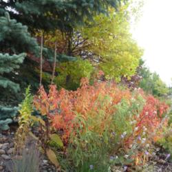 Location: My garden, Calgary, Alberta, Canada; zone 3.
Date: 2012-12-09 
Fall colour.