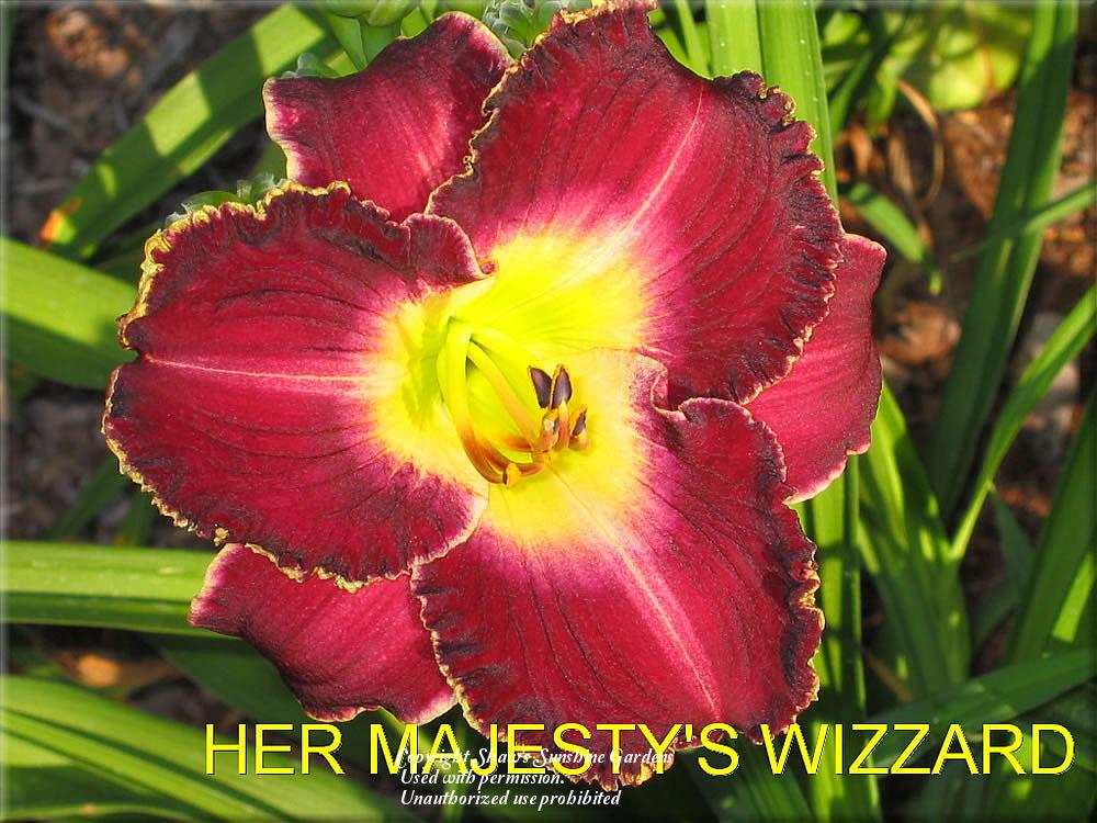 Photo of Daylily (Hemerocallis 'Her Majesty's Wizard') uploaded by vic