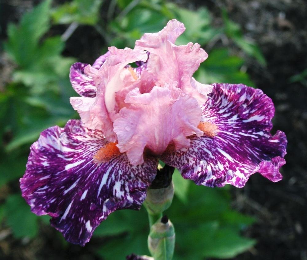 Photo of Border Bearded Iris (Iris 'Anaconda Love') uploaded by 4susiesjoy