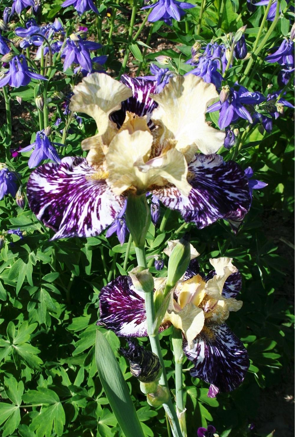 Photo of Tall Bearded Iris (Iris 'Grape Snakez') uploaded by 4susiesjoy