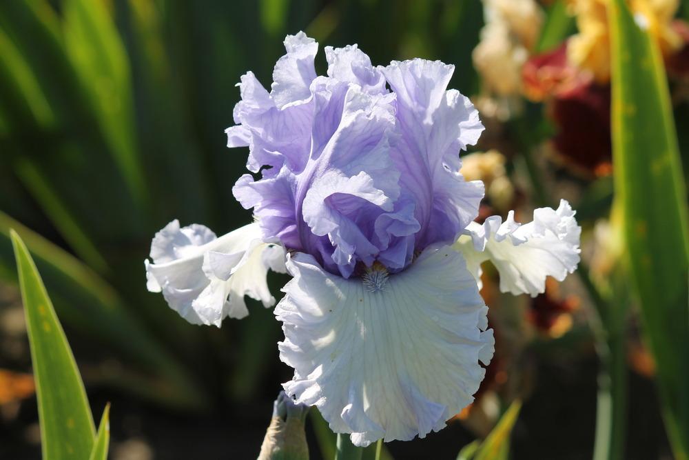 Photo of Tall Bearded Iris (Iris 'Never Been Kissed') uploaded by ARUBA1334