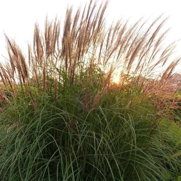Photo of Maiden Grass (Miscanthus sinensis) uploaded by Thalictrum