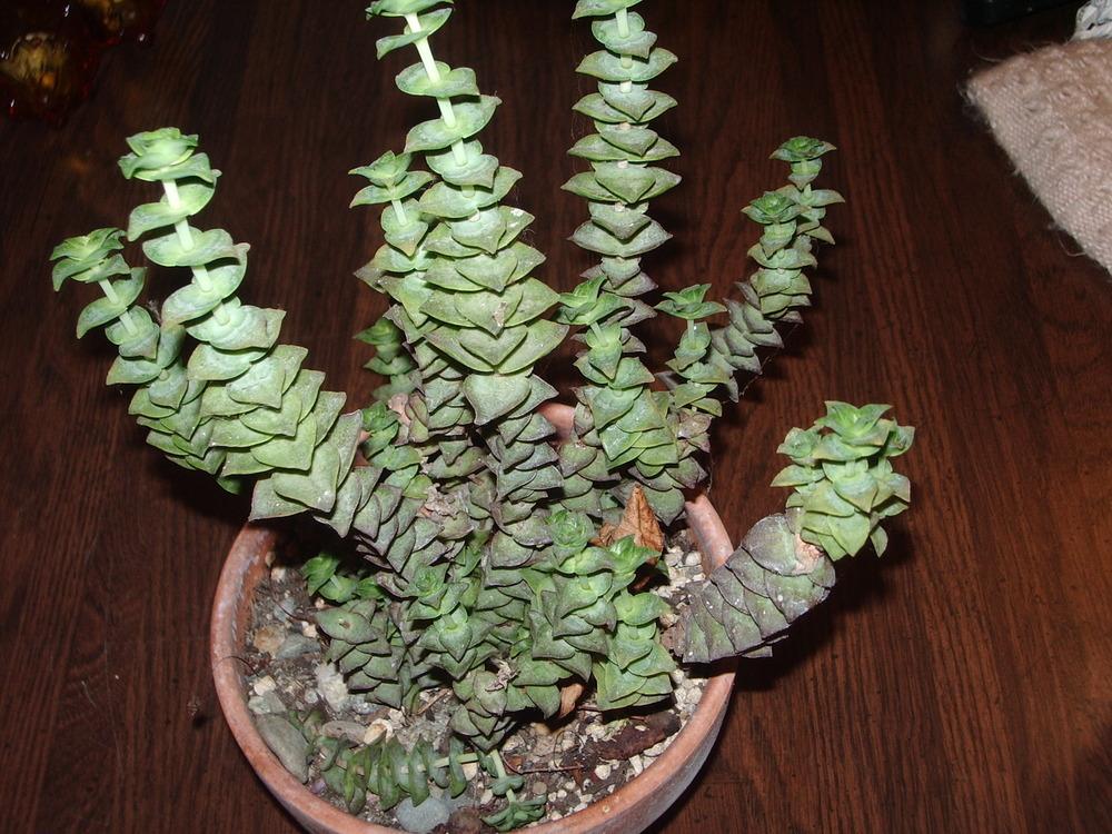 Photo of String of Buttons (Crassula perforata) uploaded by a2b1c3