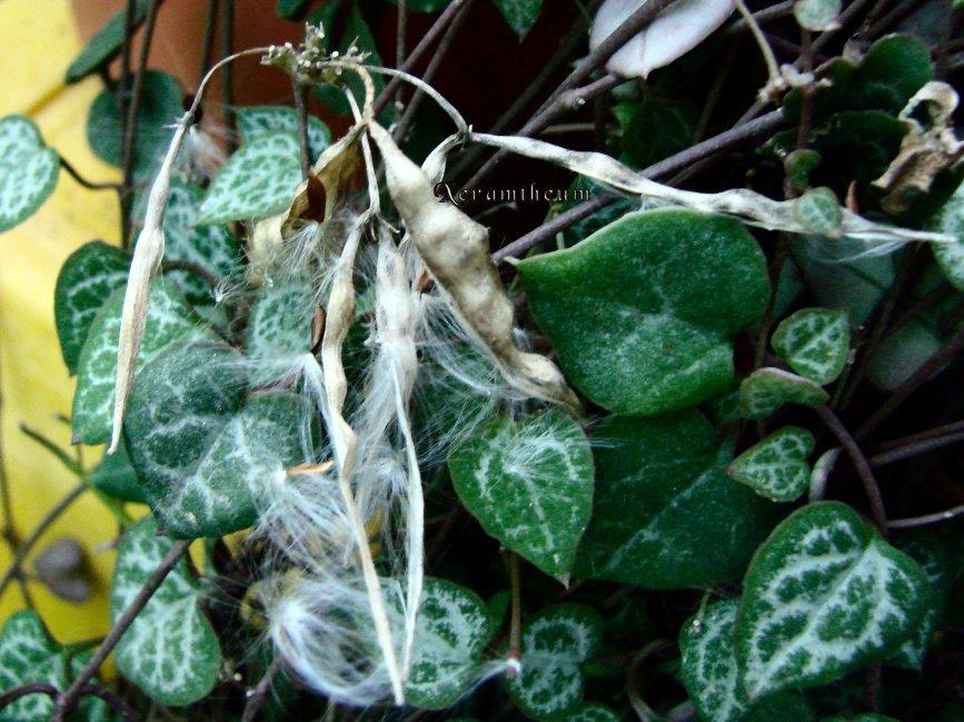 Photo of String of Hearts (Ceropegia woodii) uploaded by Xeramtheum