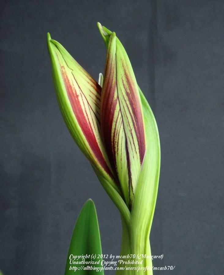 Photo of Butterfly Amaryllis (Hippeastrum papilio) uploaded by mcash70