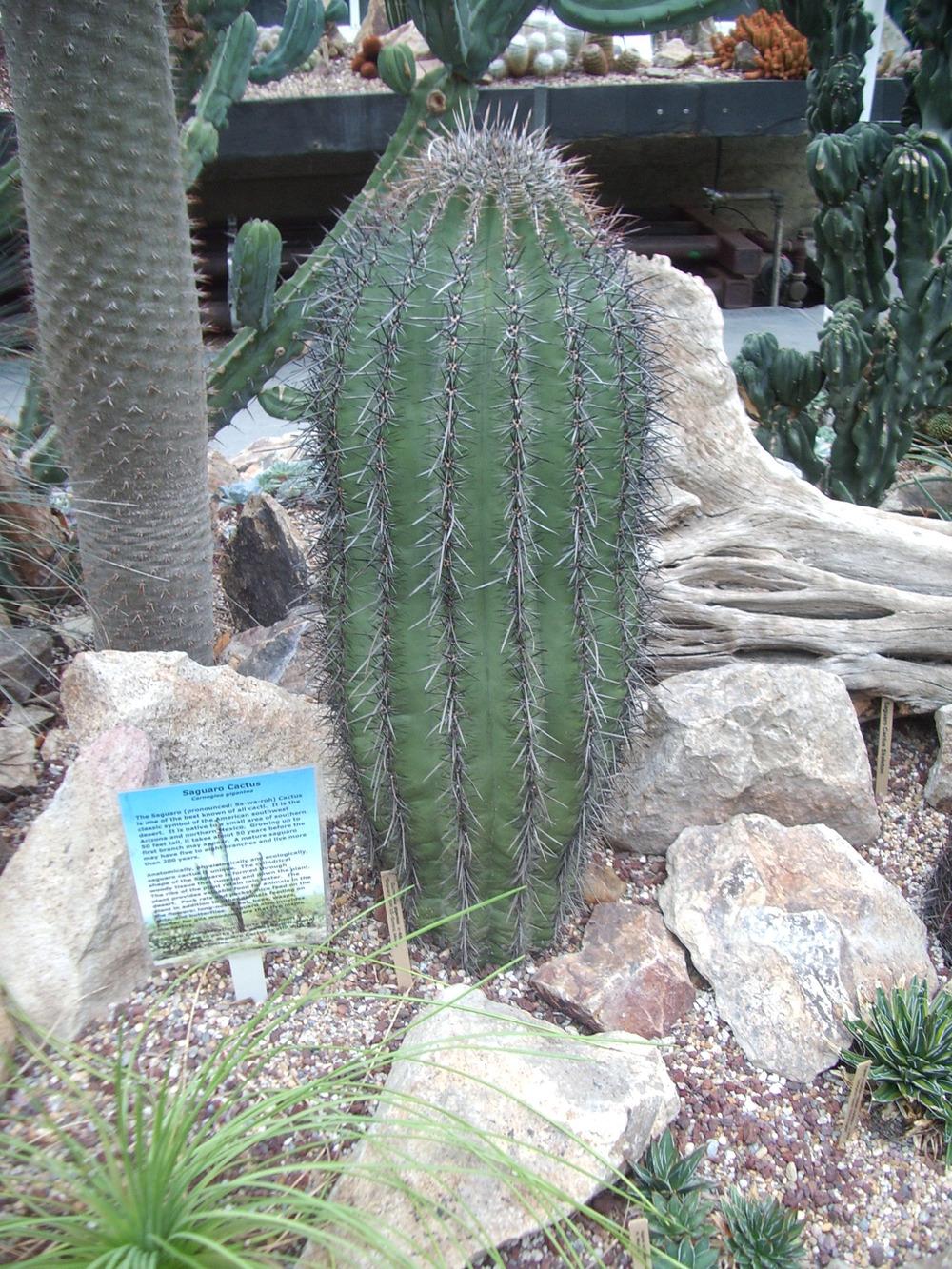 Photo of Saguaro (Carnegiea gigantea) uploaded by a2b1c3