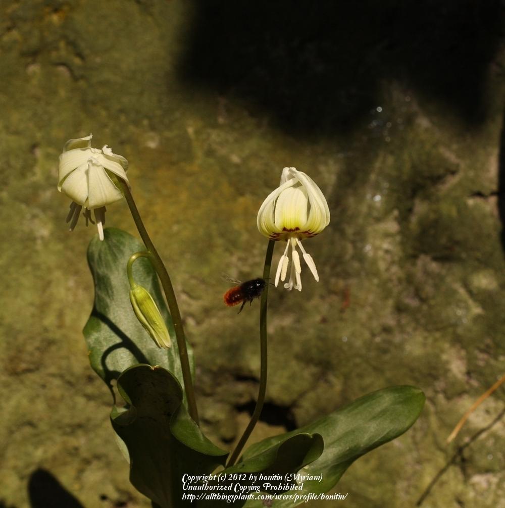 Photo of California Trout Lily (Erythronium californicum 'White Beauty') uploaded by bonitin