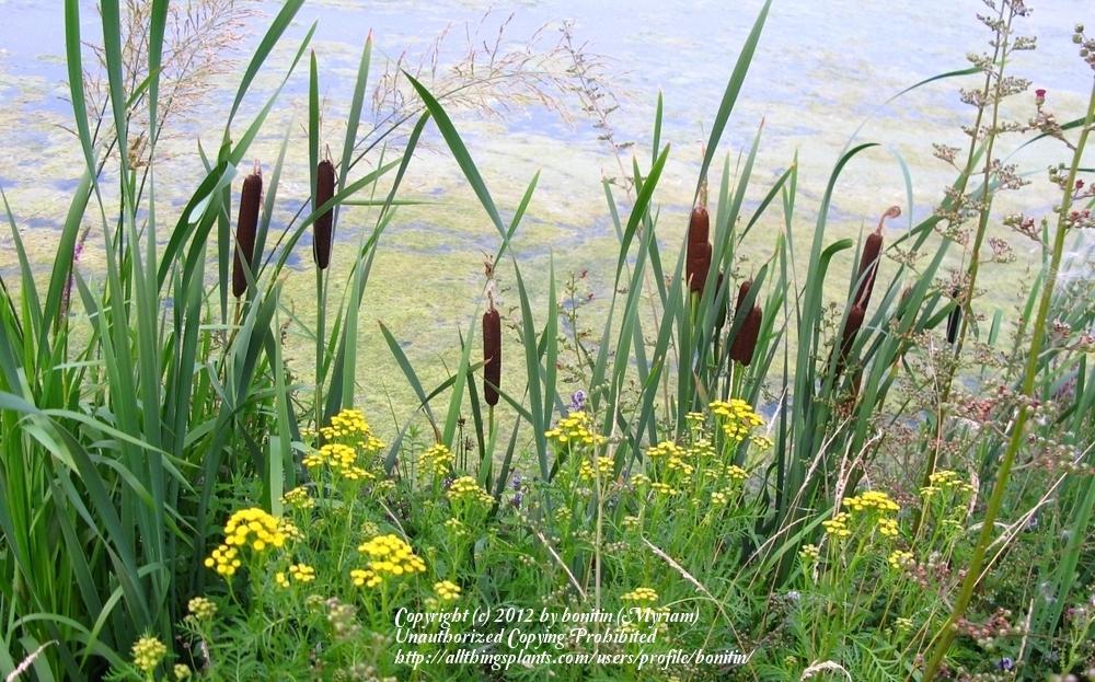 Photo of Cattail (Typha latifolia) uploaded by bonitin