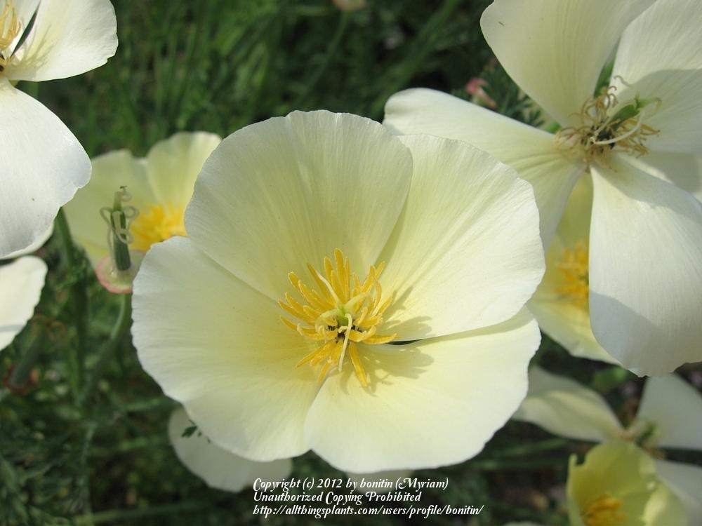 Photo of California Poppy (Eschscholzia californica 'Alba') uploaded by bonitin