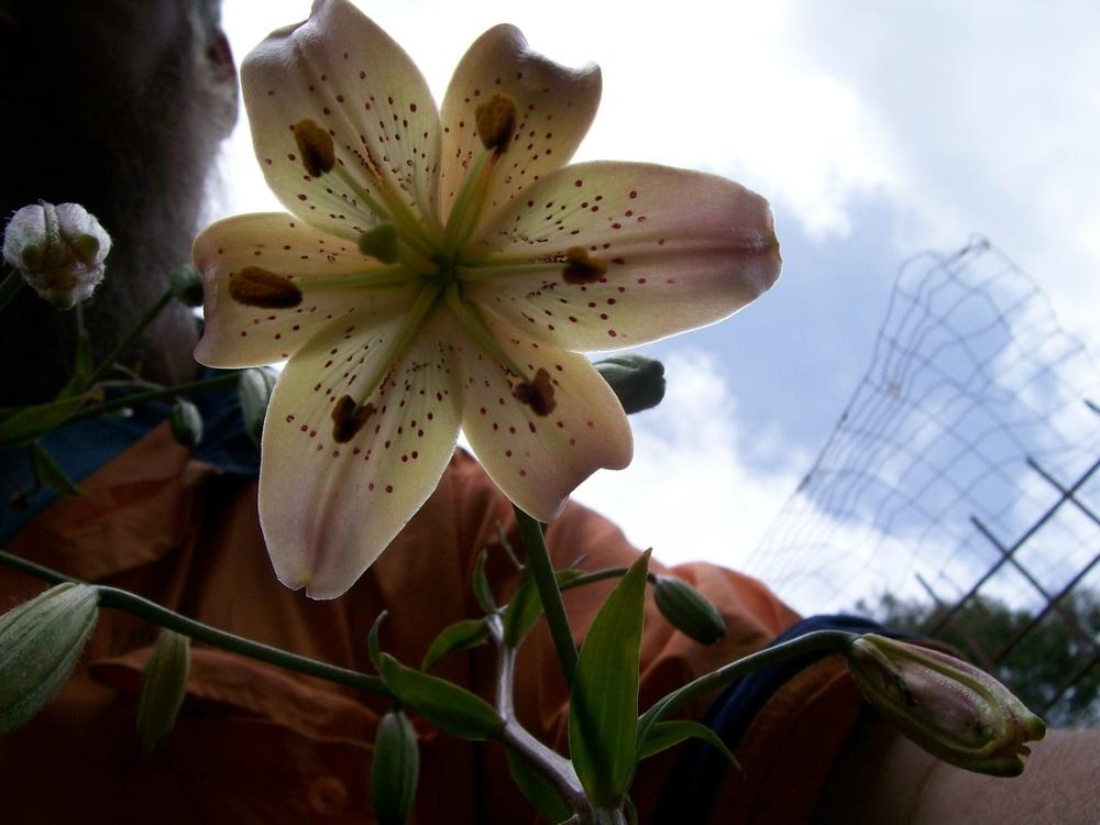Photo of Lily (Lilium 'Luina') uploaded by gwhizz
