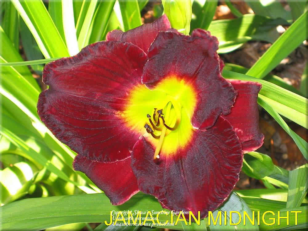 Photo of Daylily (Hemerocallis 'Jamaican Midnight') uploaded by vic