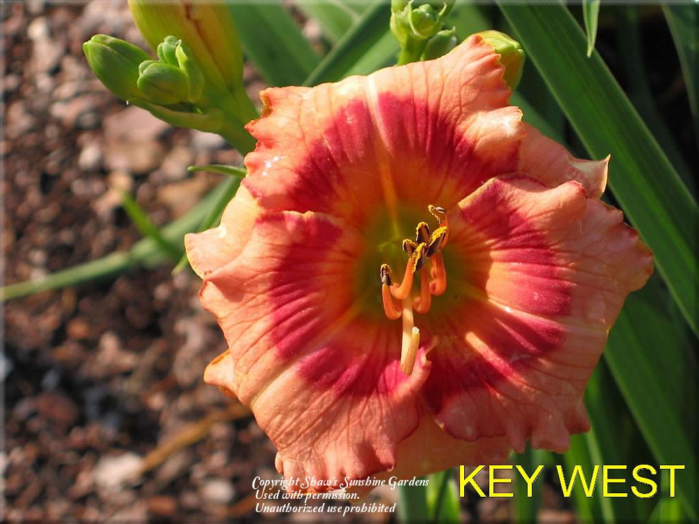 Photo of Daylily (Hemerocallis 'Key West') uploaded by vic