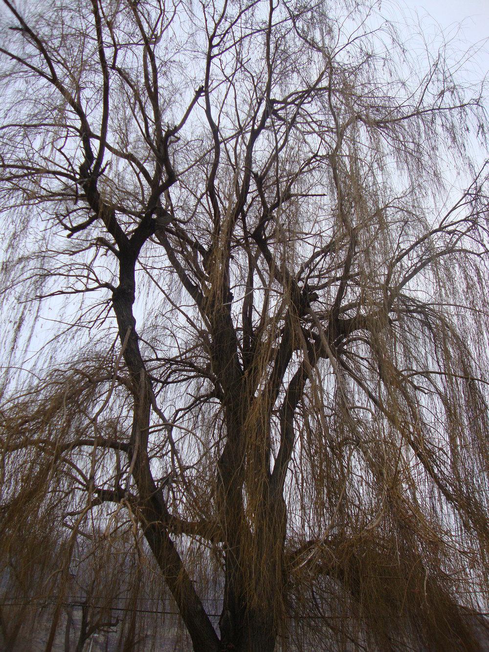 Photo of Weeping Willow (Salix babylonica) uploaded by Paul2032