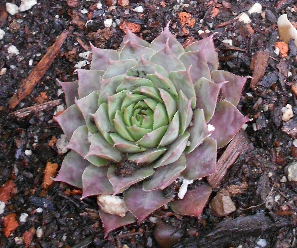 Photo of Hen and Chicks (Sempervivum 'Dame Arsac') uploaded by gg5