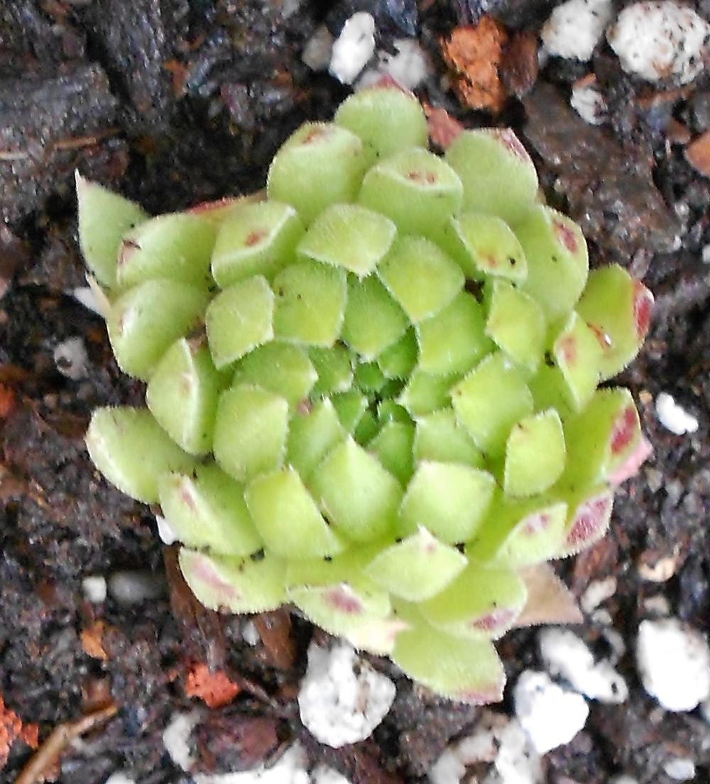 Photo of Rollers (Sempervivum globiferum subsp. allionii 'from Aione') uploaded by gg5