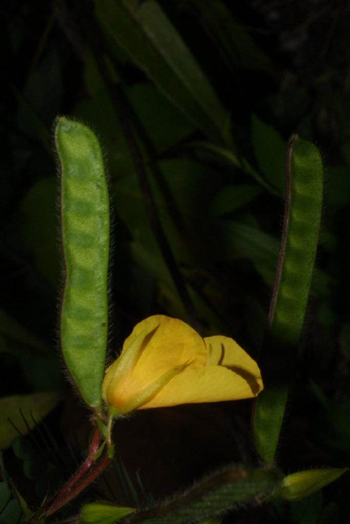 Photo of Partridge Pea (Chamaecrista fasciculata) uploaded by SongofJoy