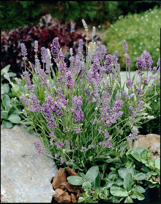 Photo of Lavender (Lavandula angustifolia 'Ellagance Sky') uploaded by SongofJoy