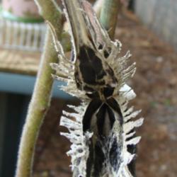 Location: Summeville, SC
Close up of interior of pod showing serrated edges